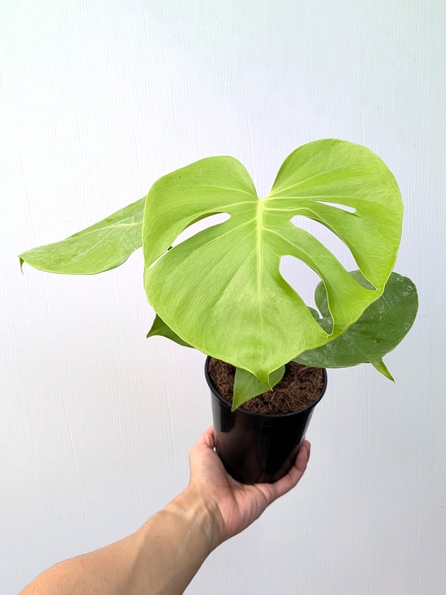 Monstera deliciosa 'Golden Compact' - Variant Plant Company