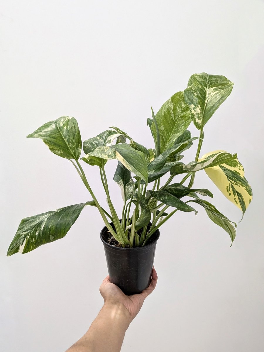 Monstera lechleriana variegata - Variant Plant Company