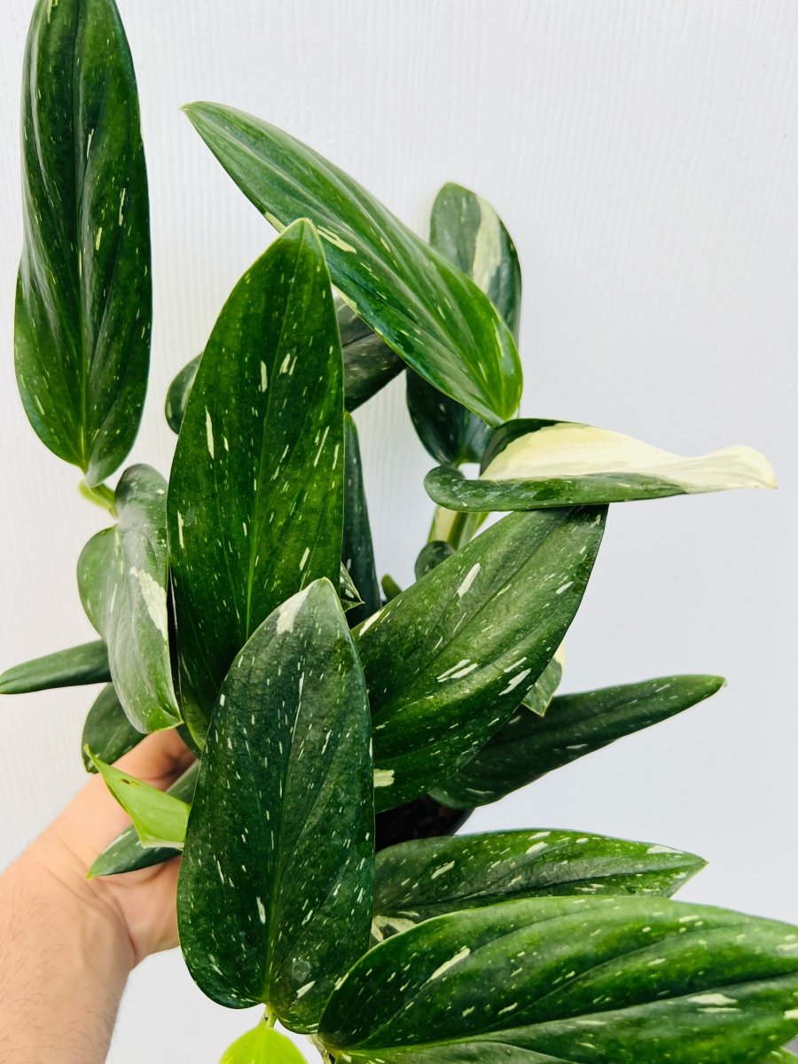 Monstera standleyana var. albo - Variant Plant Company