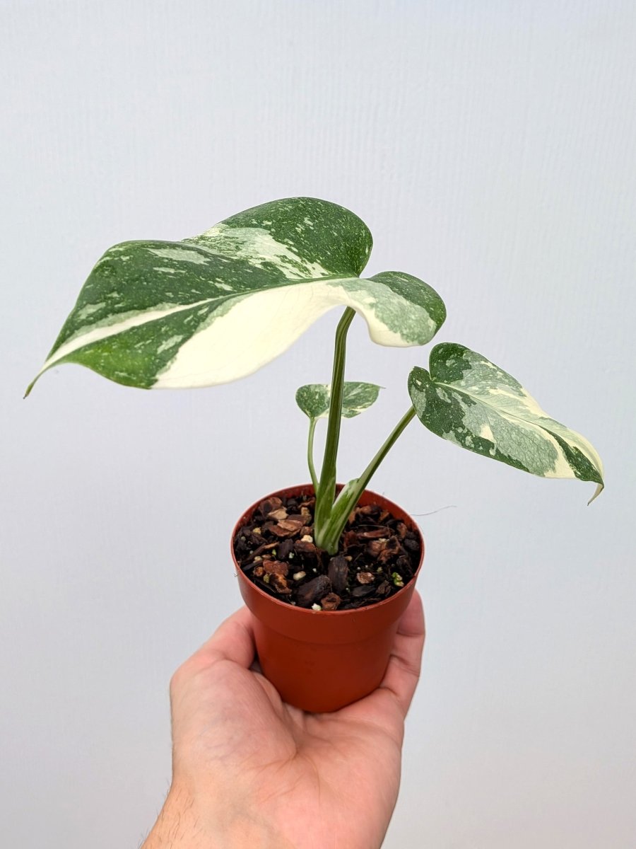 monstera thai constalation Monstera 'Thai Constellation'