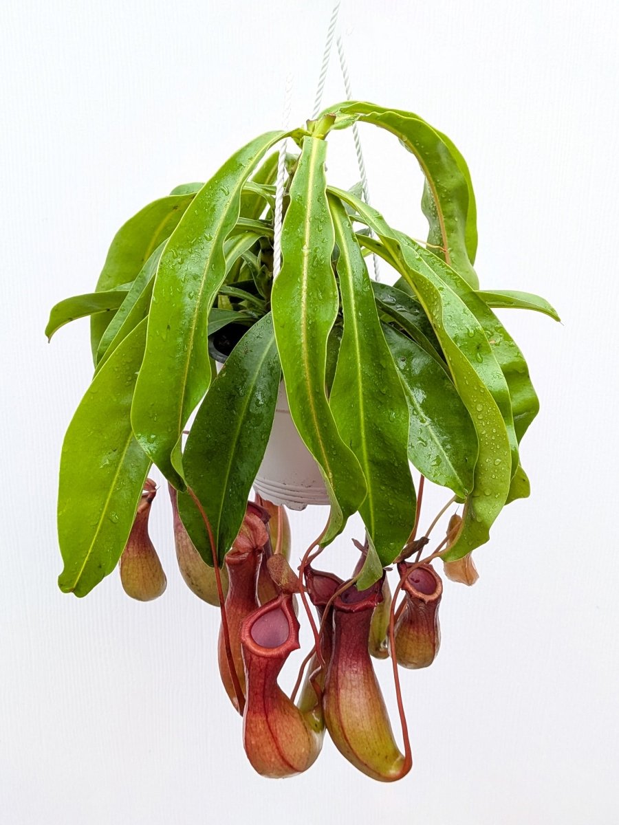 Nepenthes alata - Variant Plant Company