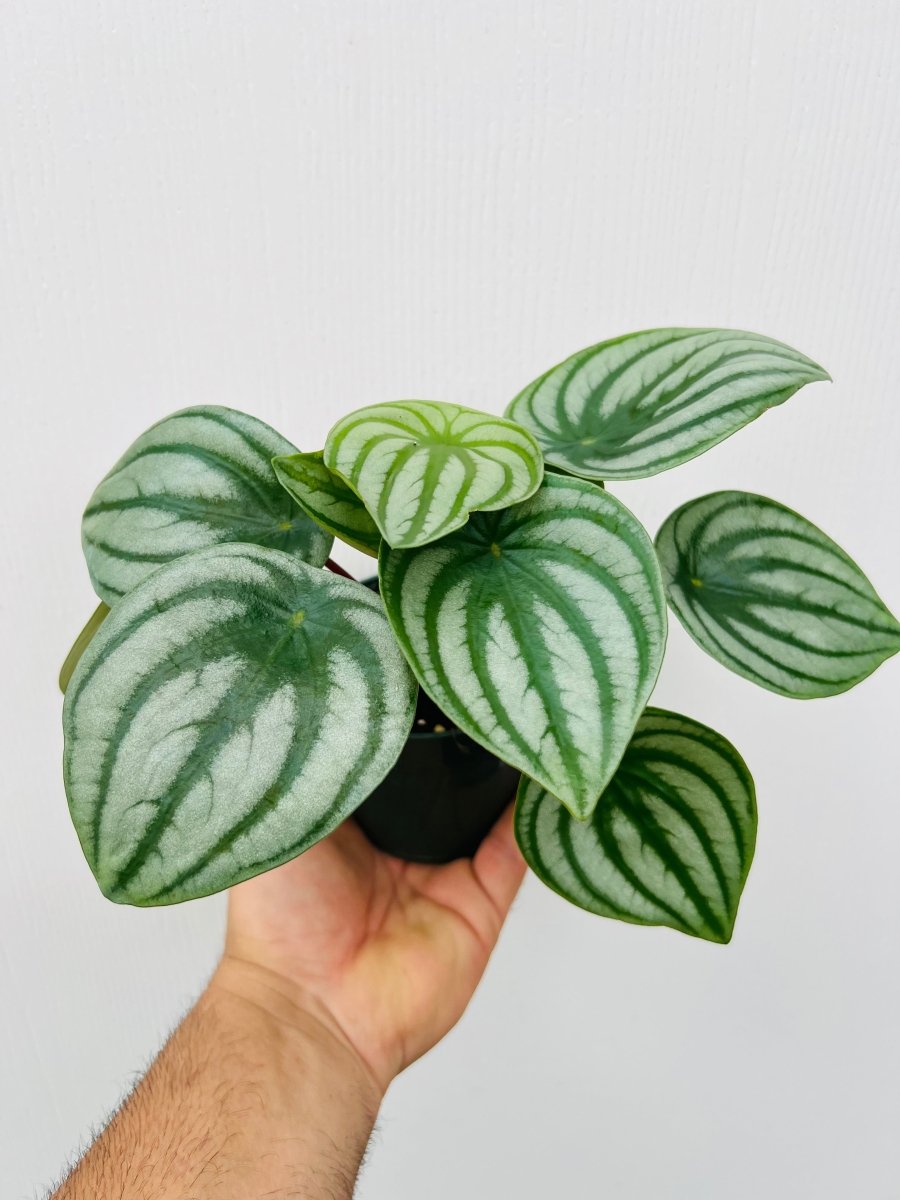 Peperomia argyreia - Variant Plant Company