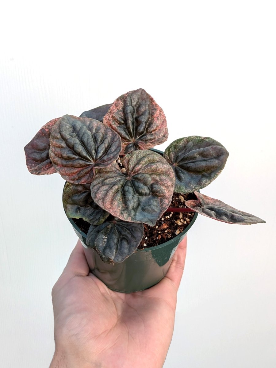Peperomia caperata 'Abricos' - Variant Plant Company