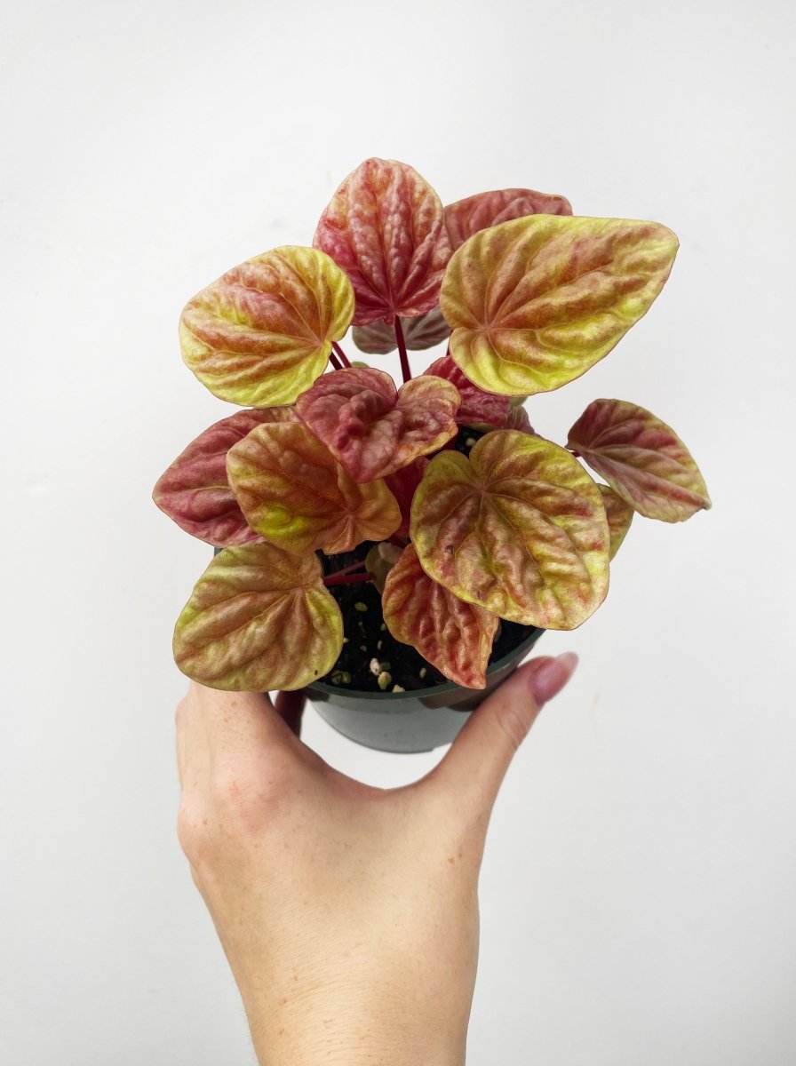 Peperomia caperata 'Quito' - Variant Plant Company