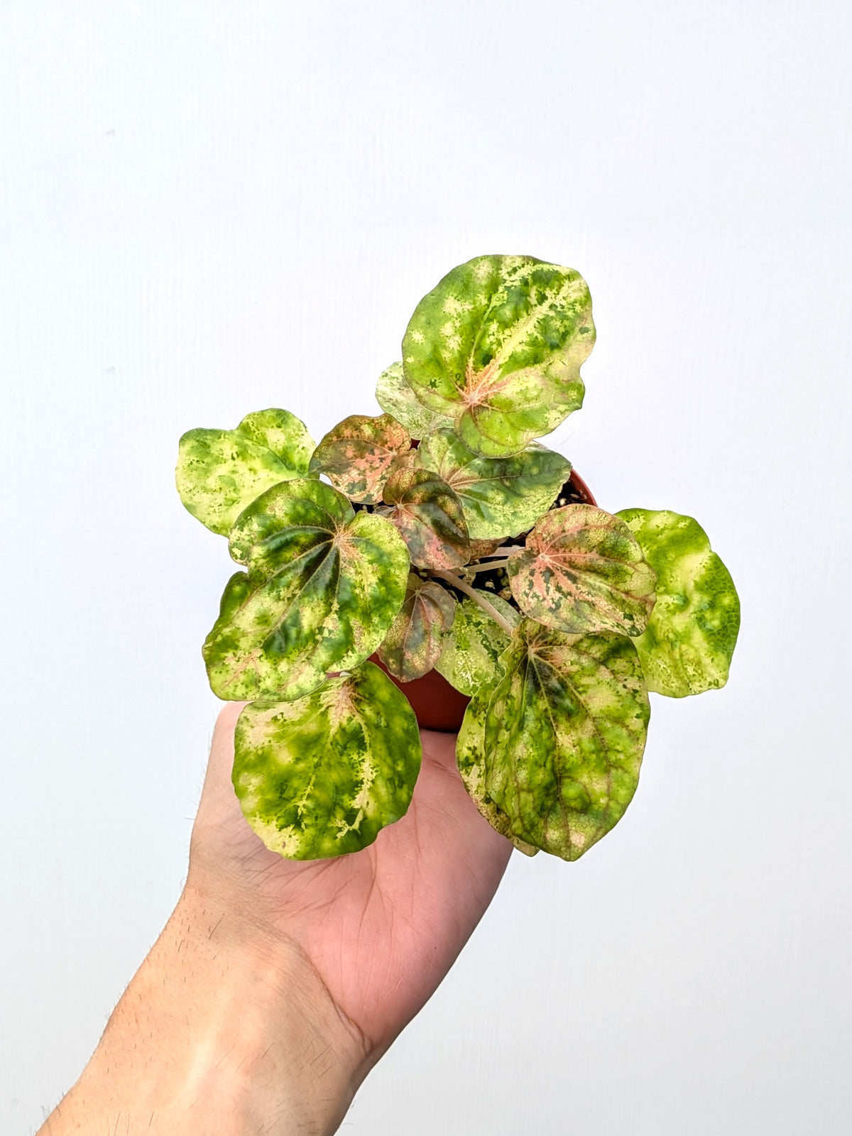 Peperomia 'Carnival' - Variant Plant Company