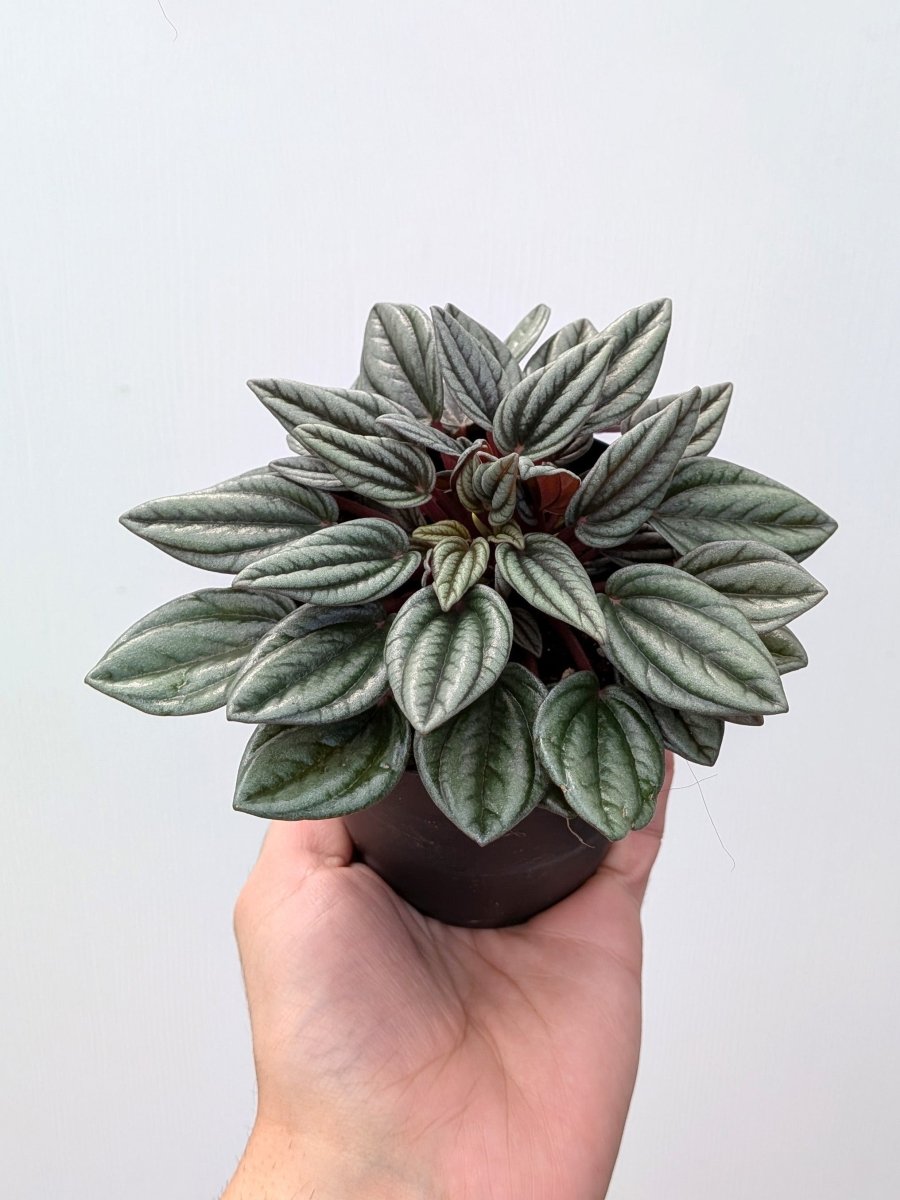Peperomia 'San Marino' - Variant Plant Company