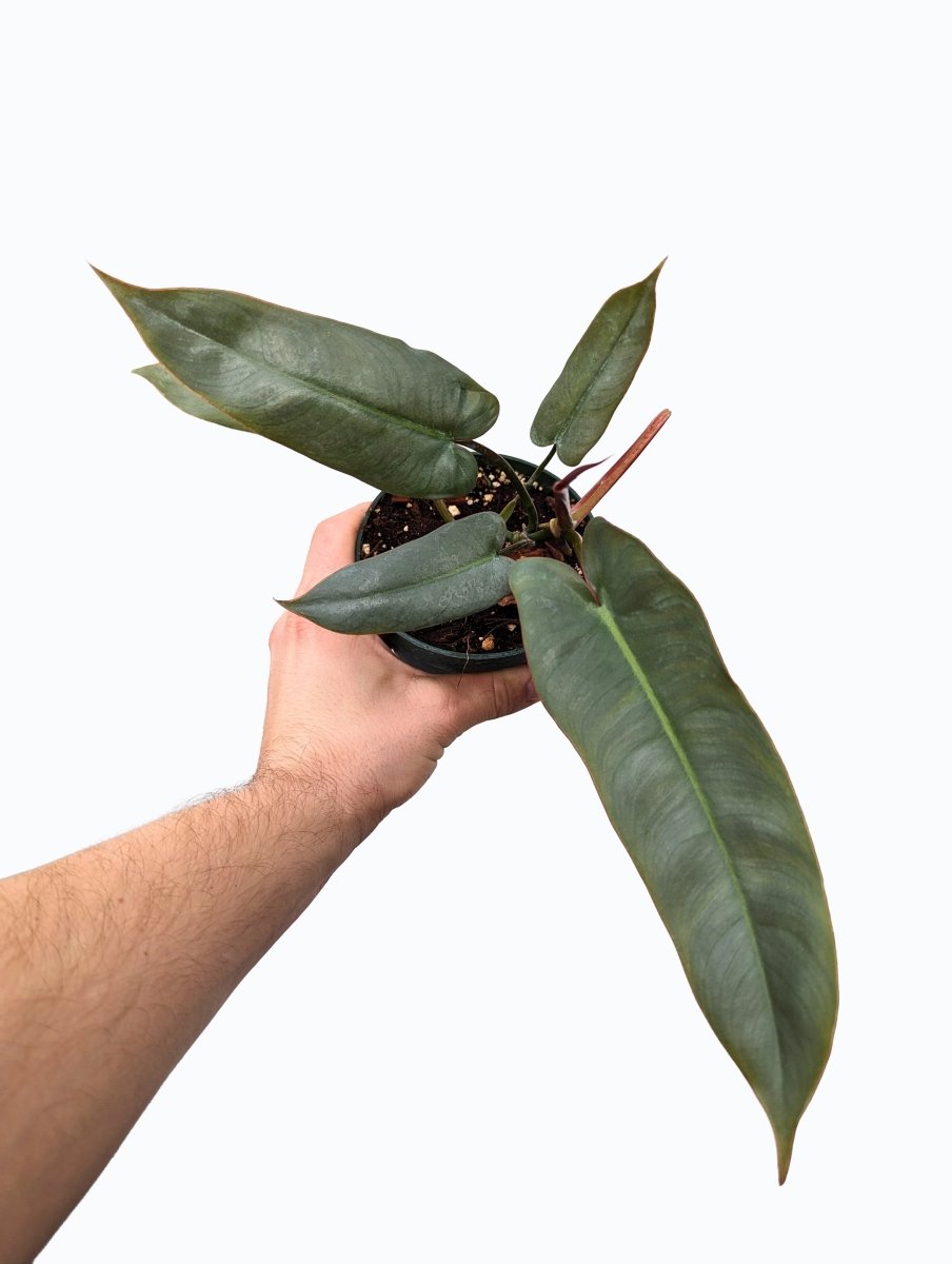 Philodendron atabapoense - Variant Plant Company