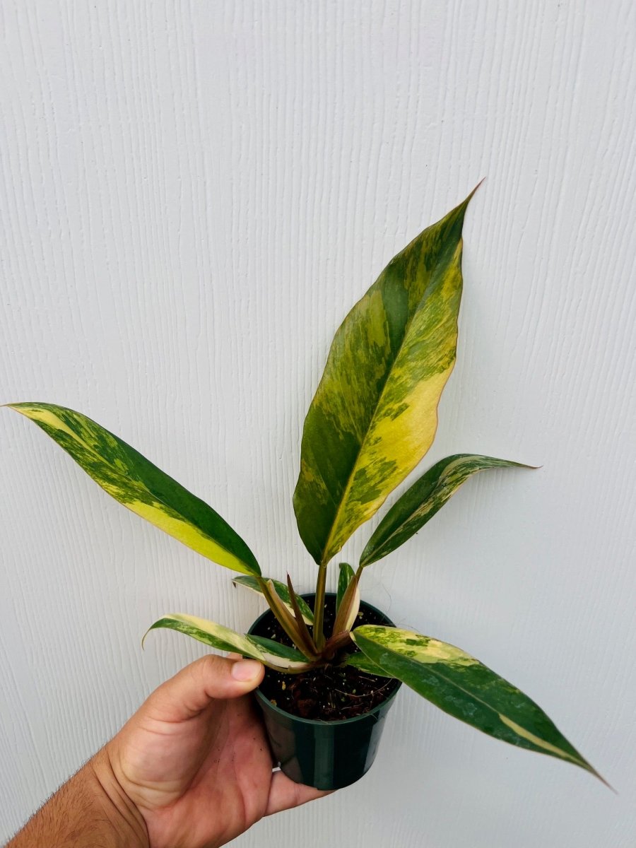 Philodendron 'Caramel Marble' - Variant Plant Company