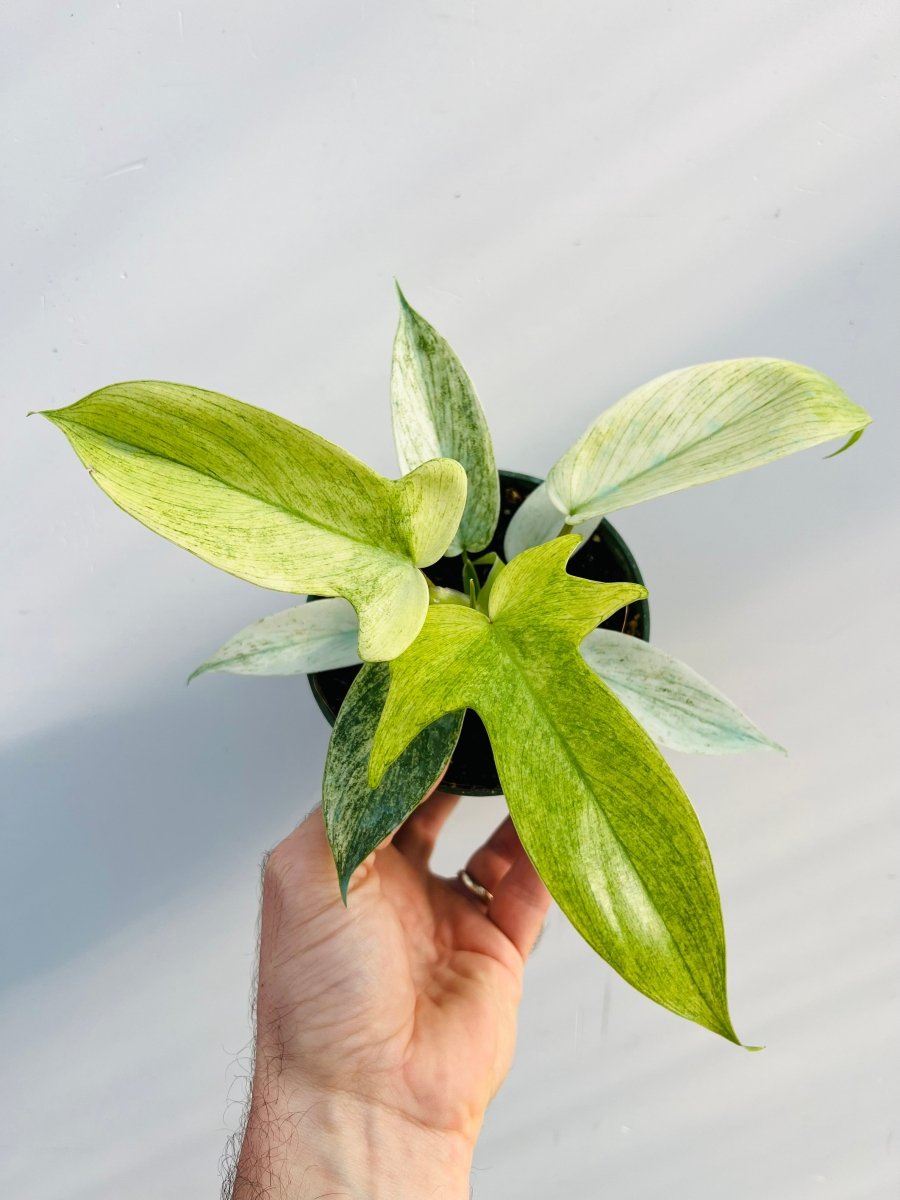 Philodendron 'Florida Ghost' - Variant Plant Company