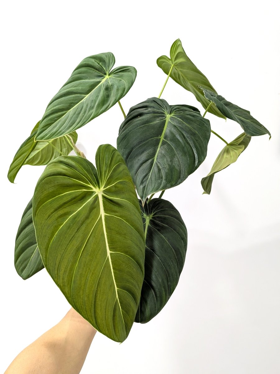 Philodendron 'Glorious' (gloriosum x melanochrysum) - Variant Plant Company
