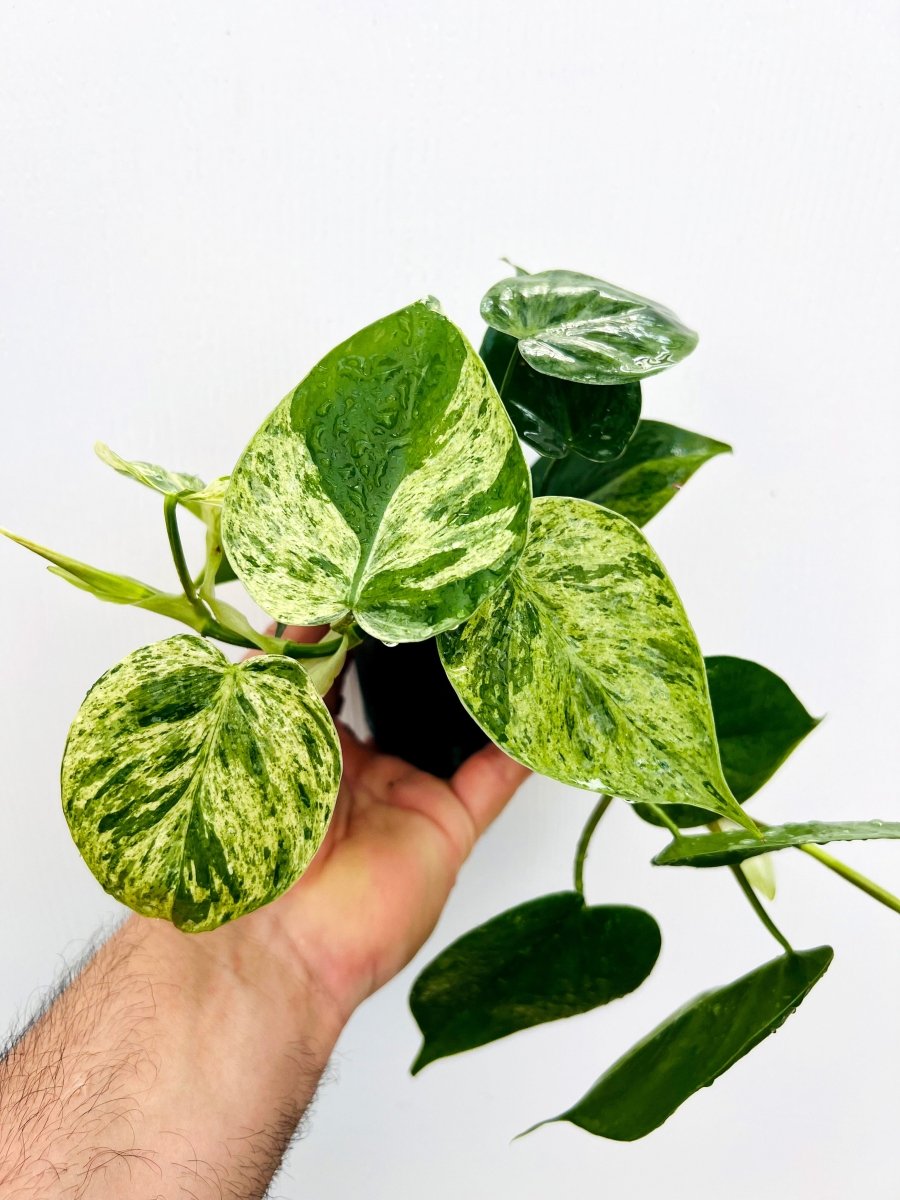 Philodendron hederaceum variegata - Variant Plant Company