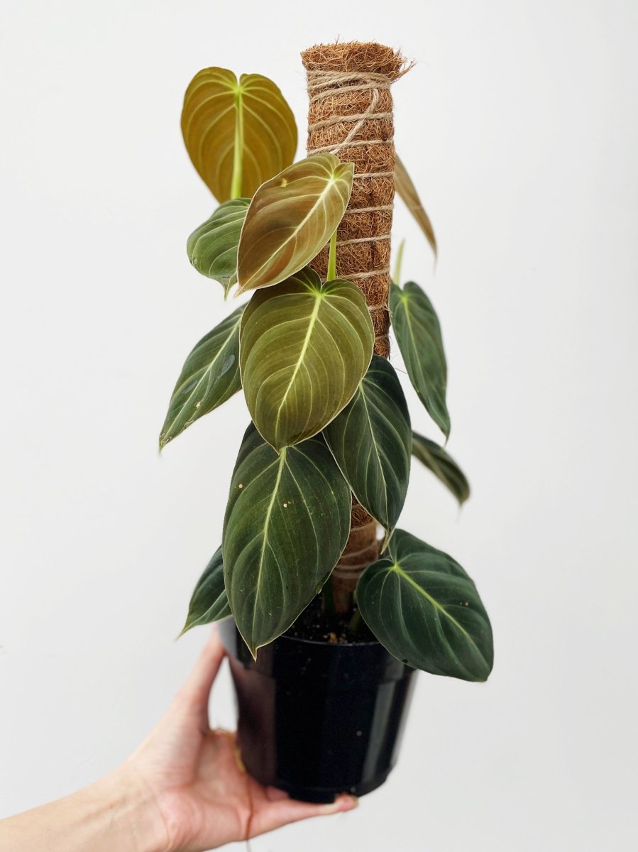 Philodendron melanochrysum - Variant Plant Company