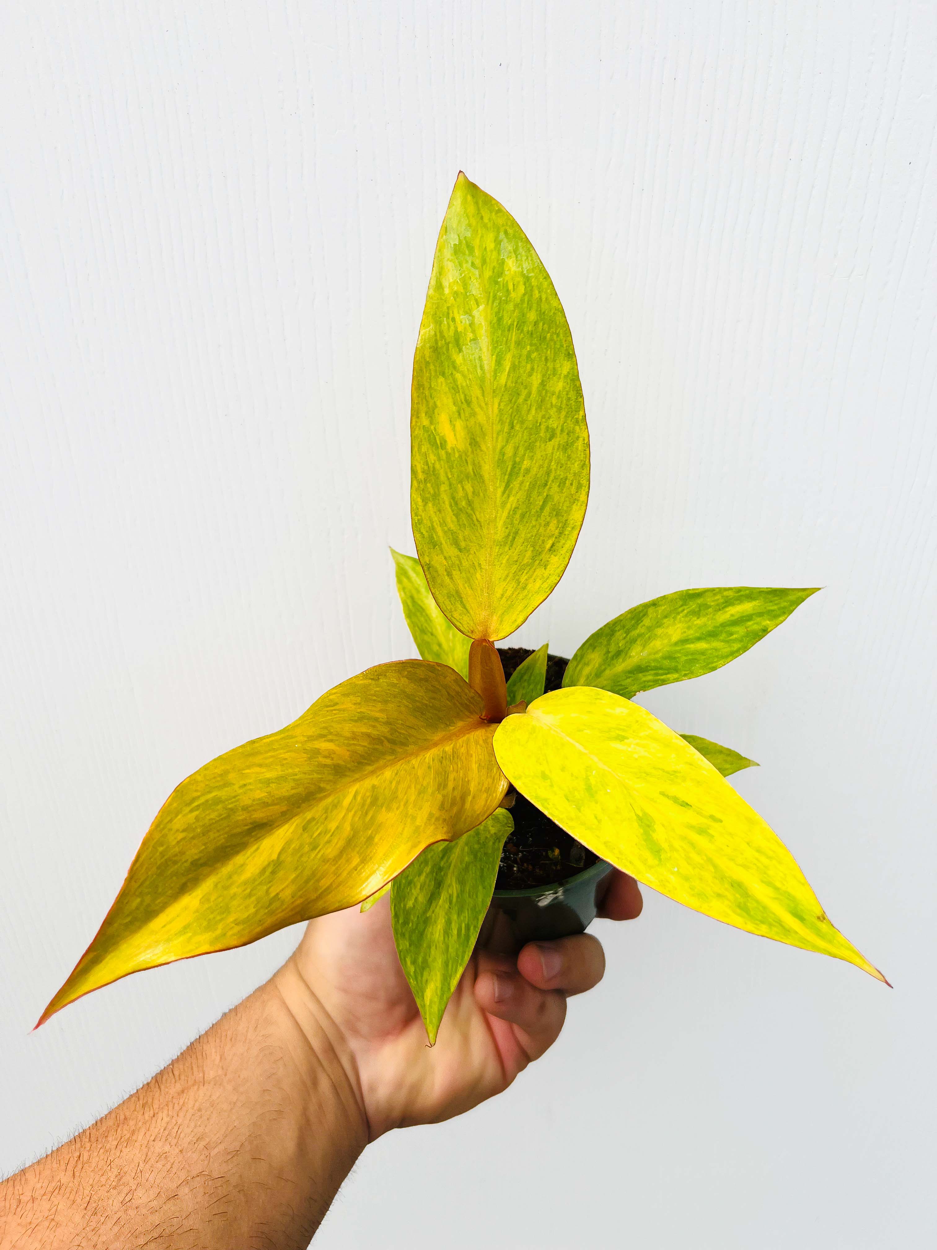 Philodendron 'Orange Marmalade' - Variant Plant Company