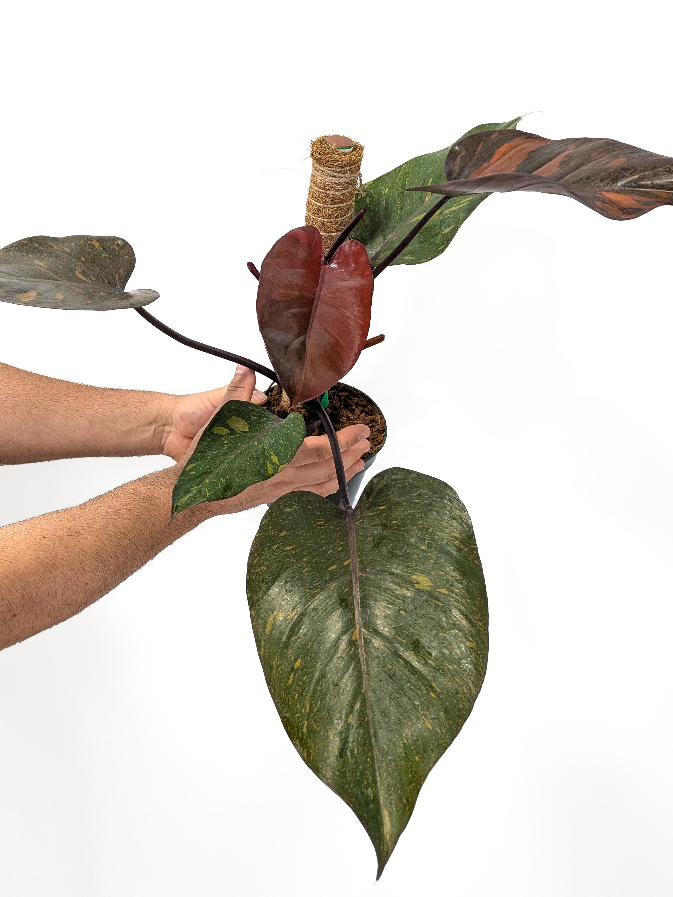 Philodendron 'Orange Princess' - Variant Plant Company