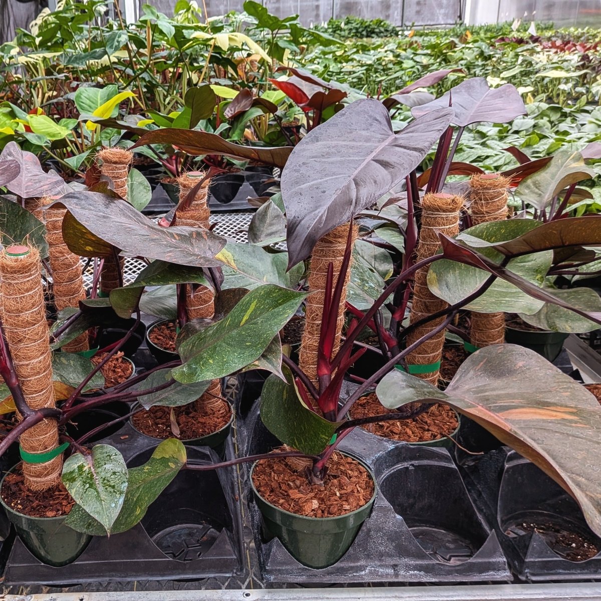 Philodendron 'Orange Princess' - Variant Plant Company