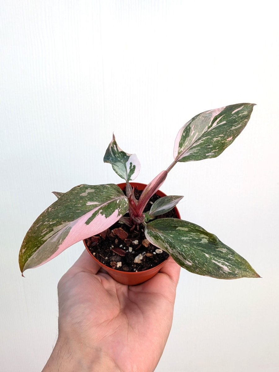 Philodendron 'Pink Princess Galaxy' - Variant Plant Company