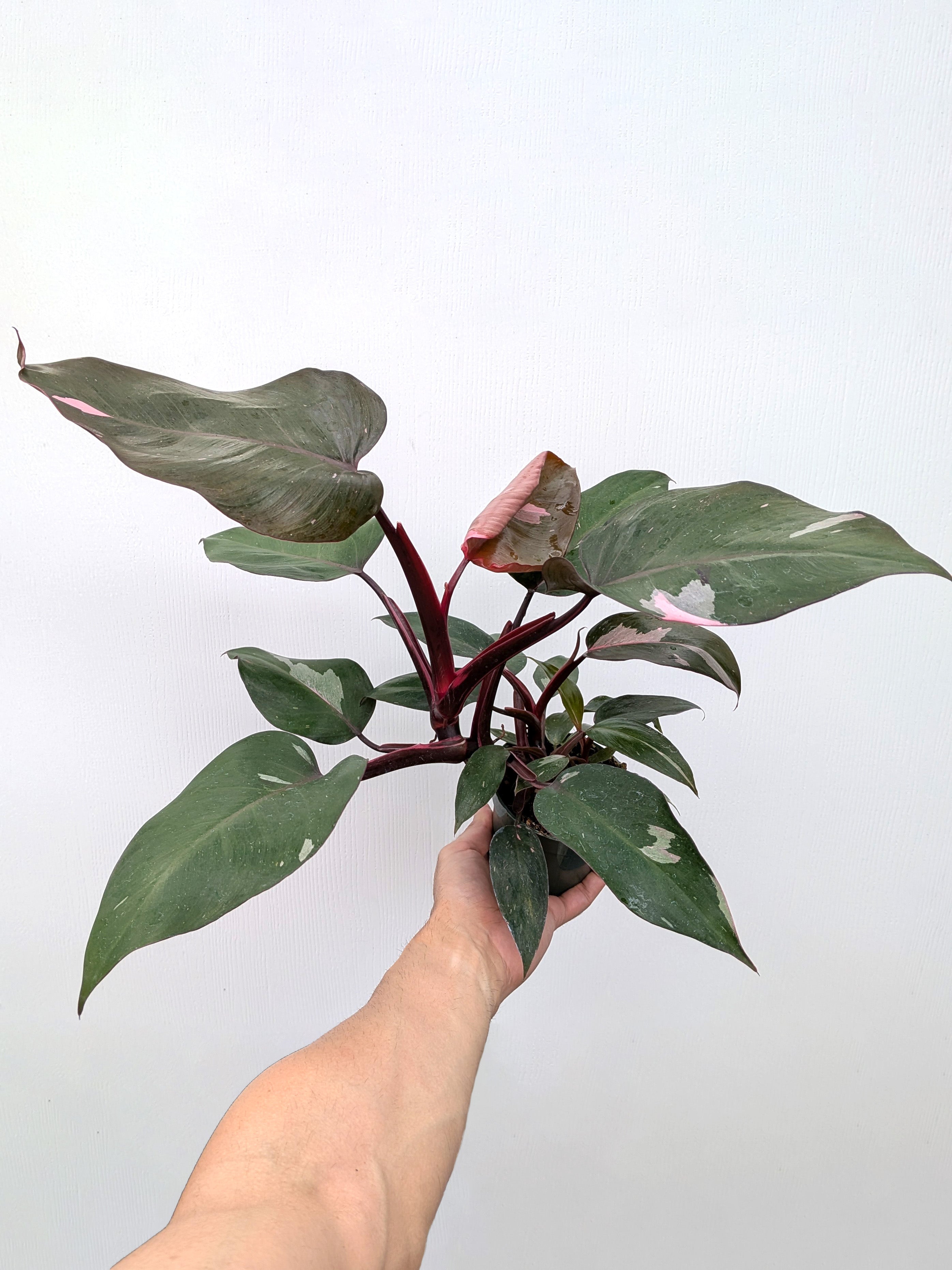 Philodendron 'Pink Princess' (Low Variegation) - Variant Plant Company