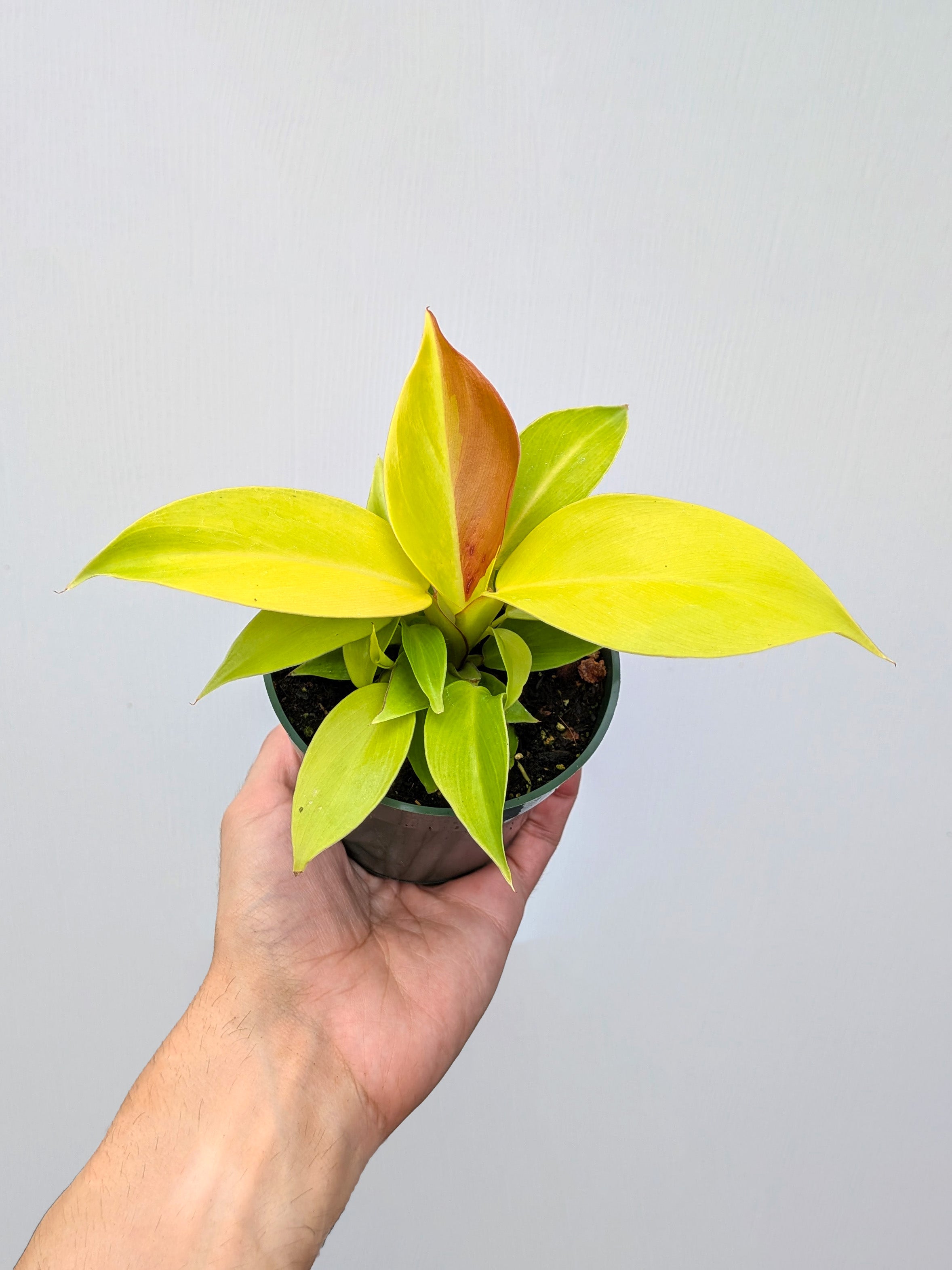 Philodendron 'Red Moon' - Variant Plant Company