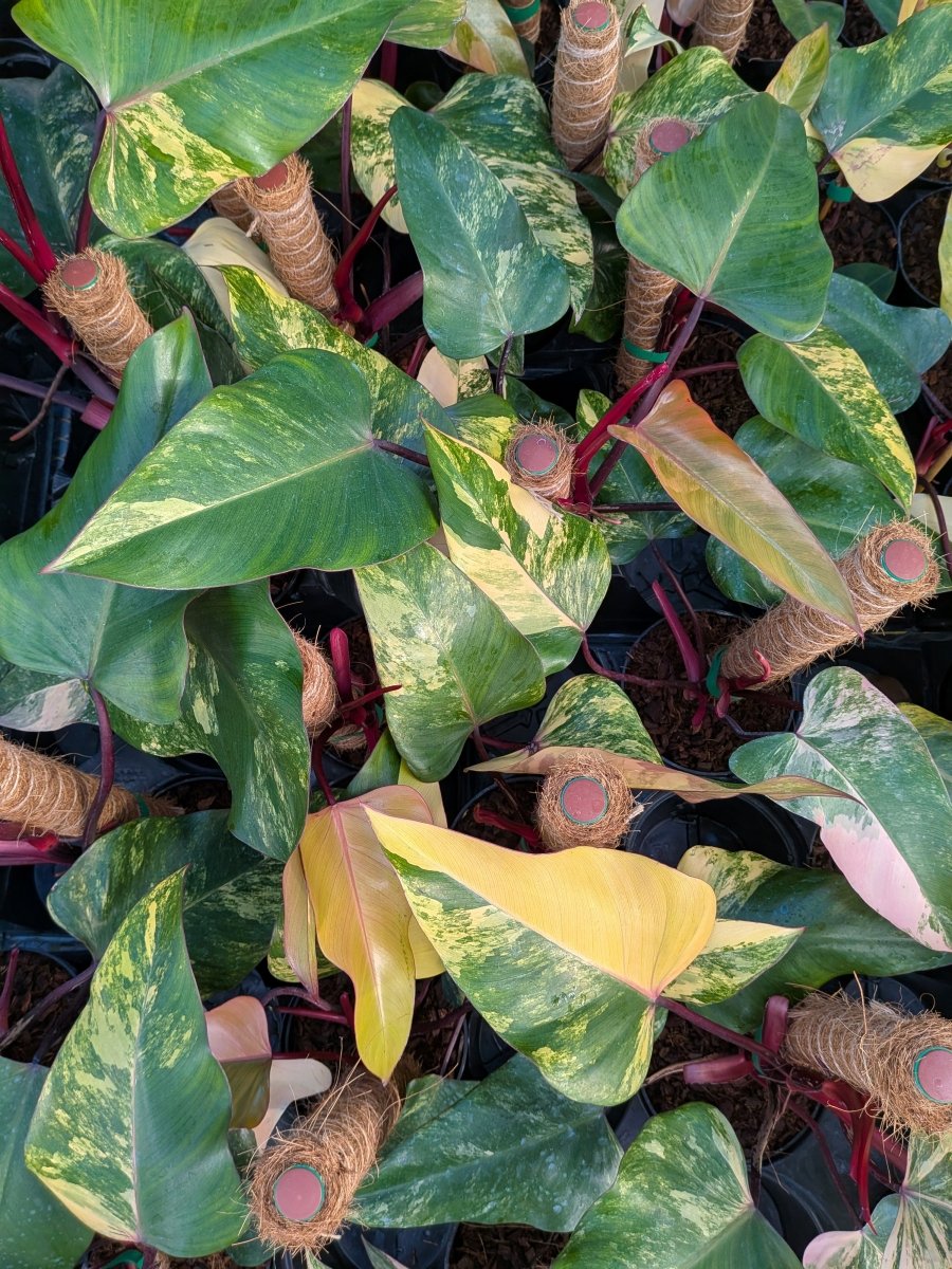 Philodendron 'Strawberry Shake' - Variant Plant Company