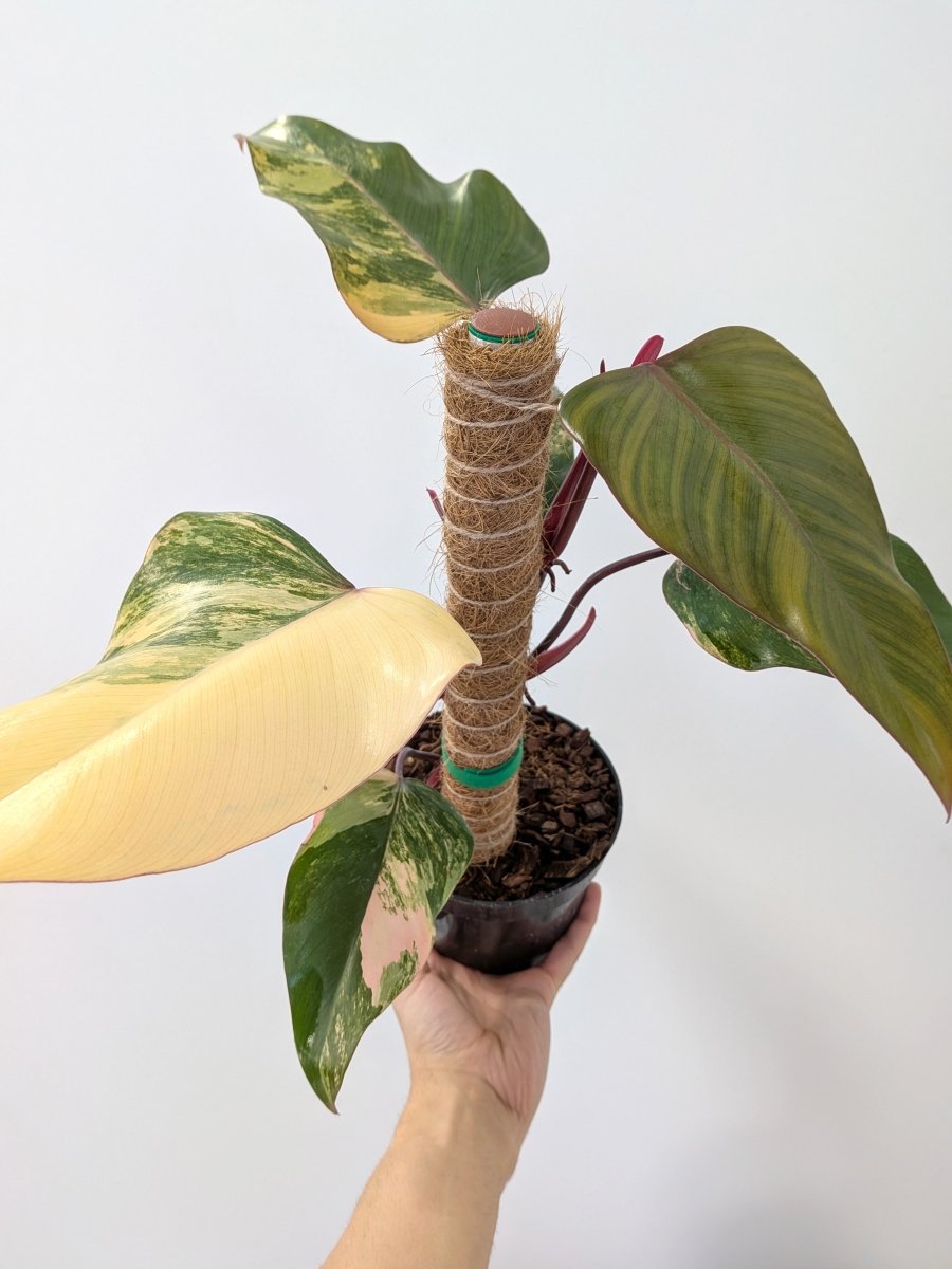 Philodendron 'Strawberry Shake' - Variant Plant Company