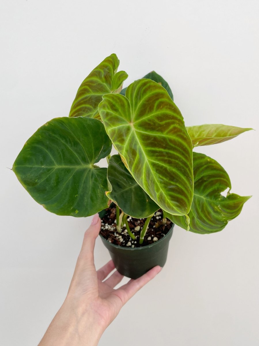 Philodendron verrucosum - Variant Plant Company
