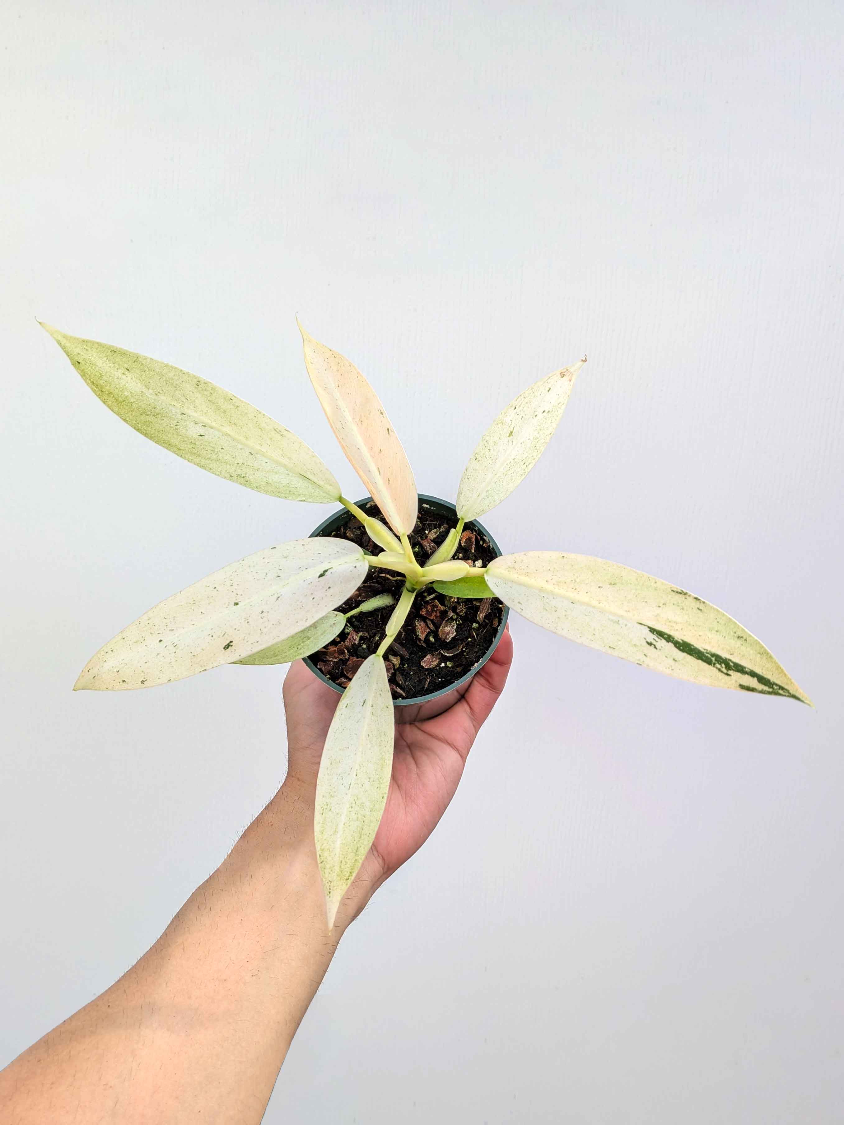 Philodendron 'Whipple Way' - Variant Plant Company