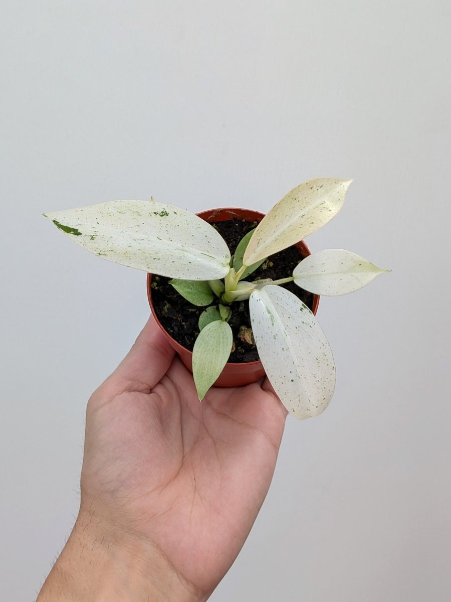 Philodendron 'Whipple Way' - Variant Plant Company