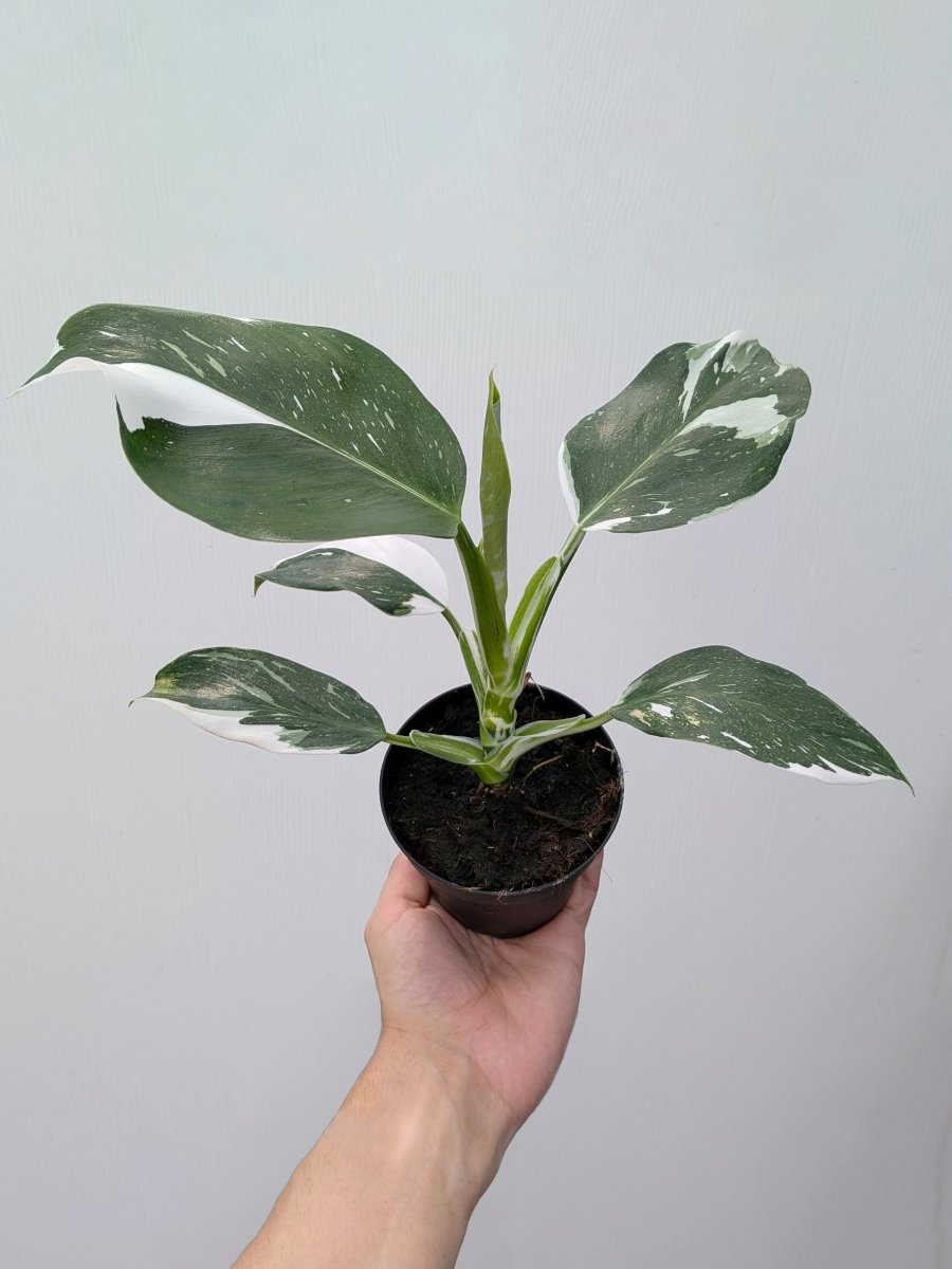 Philodendron 'White Wizard' - Variant Plant Company