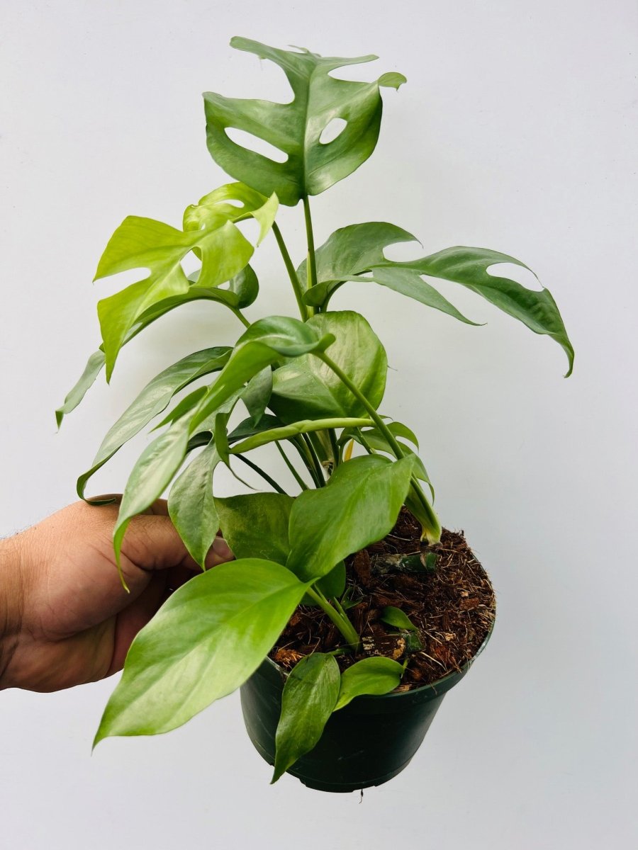 Rhaphidophora tetrosperma - Variant Plant Company