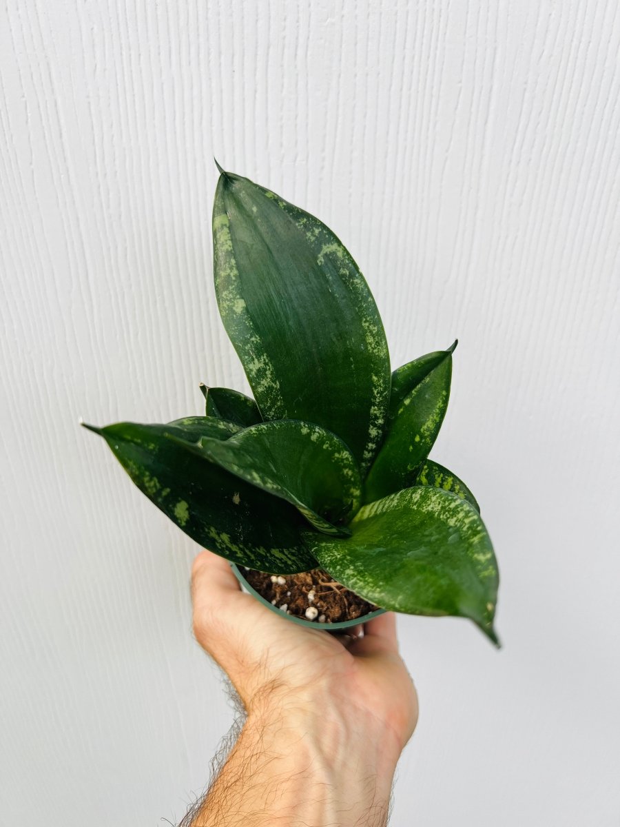 Sansevieria Bird's Nest 'Whitney' - Variant Plant Company