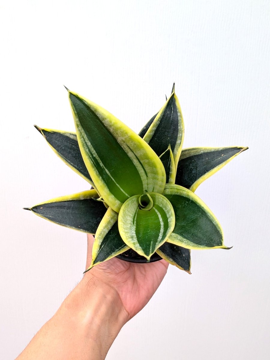 Sansevieria ‘Black Star’ - Variant Plant Company