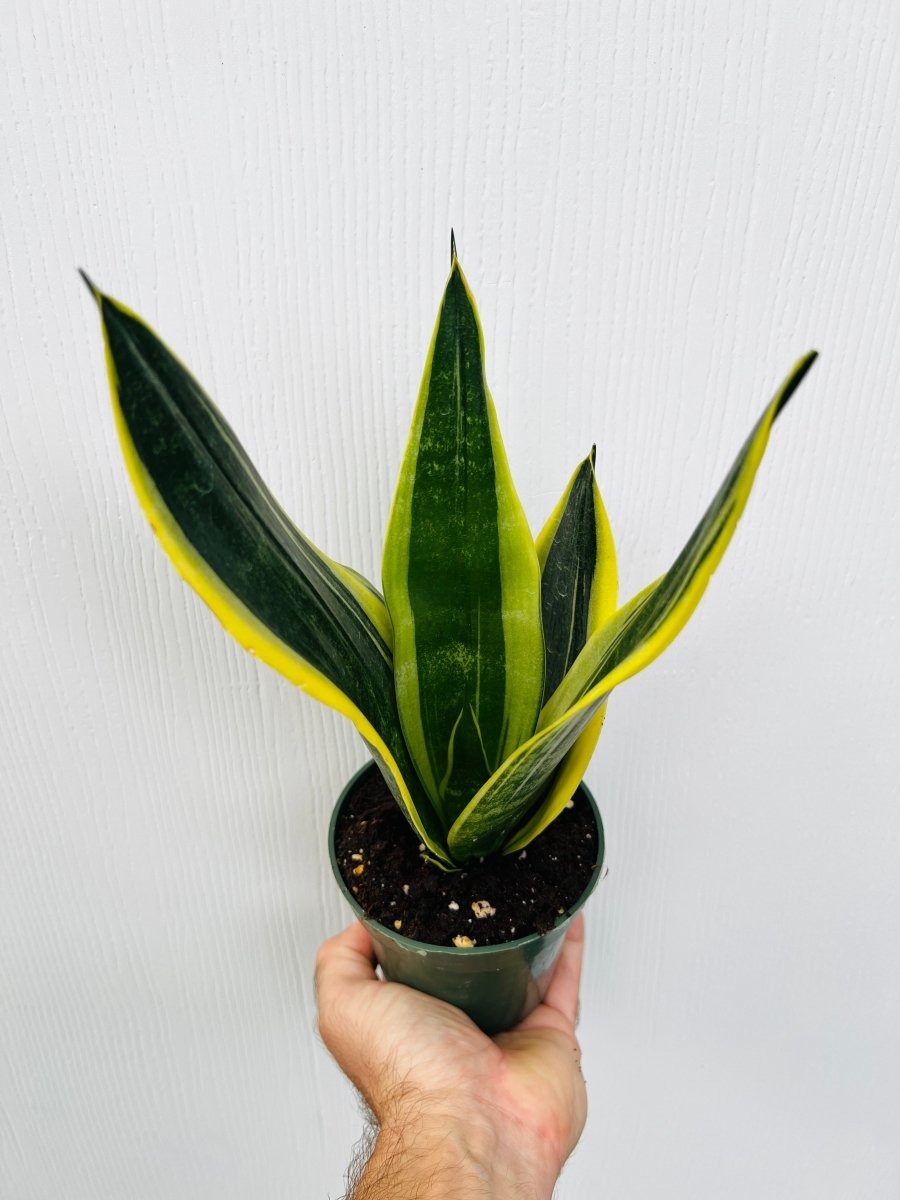 Sansevieria 'Canary' - Variant Plant Company