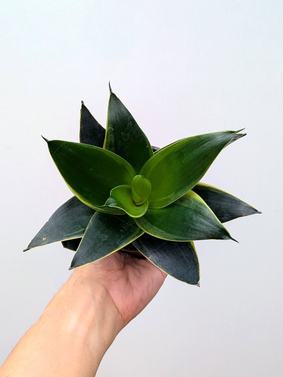 Sansevieria 'Emerald Star' - Variant Plant Company