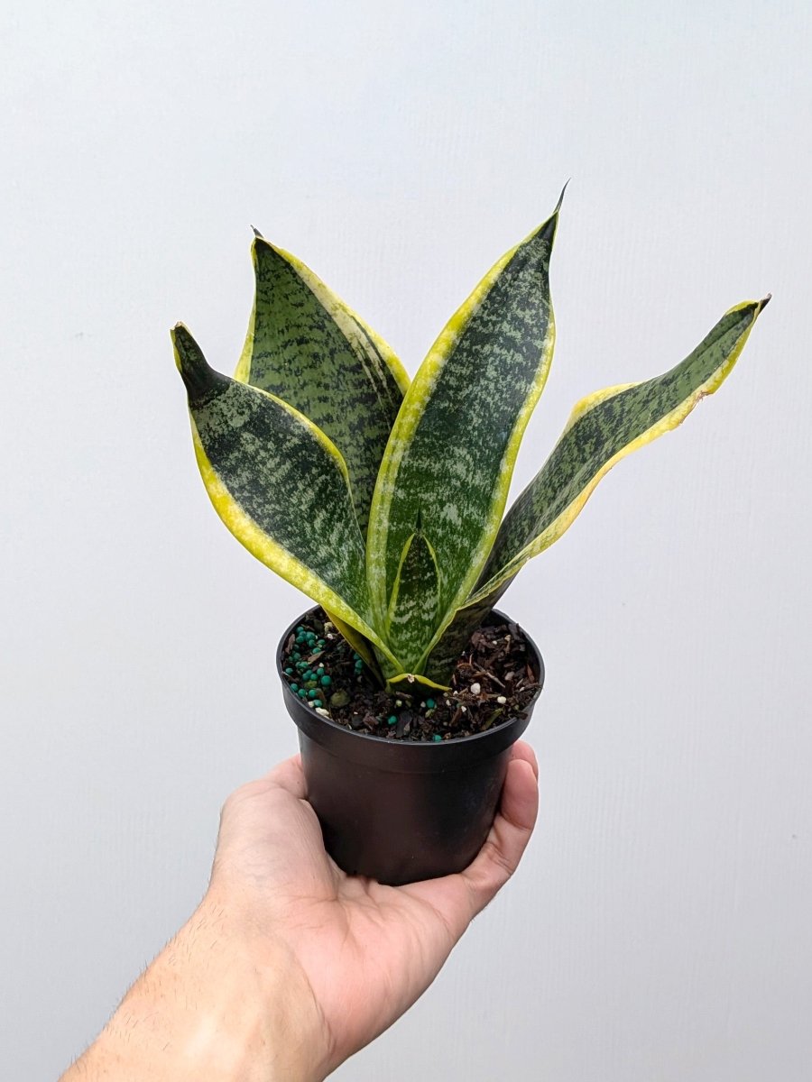 Sansevieria 'Futura Superba' - Variant Plant Company
