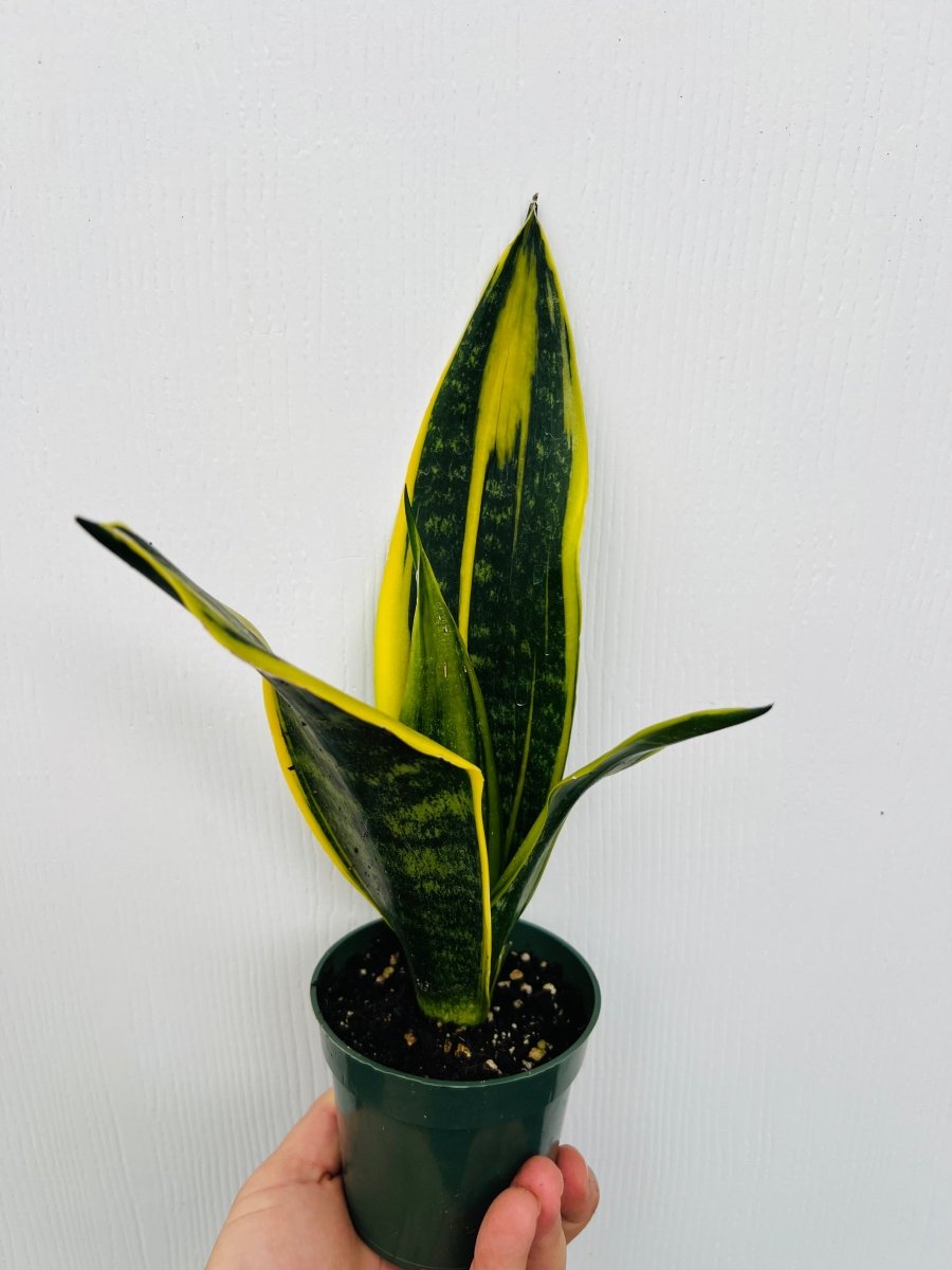 Sansevieria 'Golden Flame' - Variant Plant Company