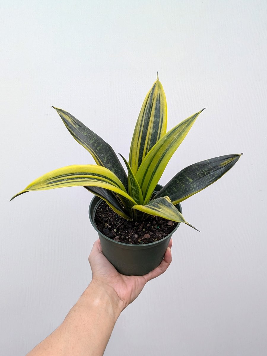 Sansevieria 'Golden Flame' - Variant Plant Company