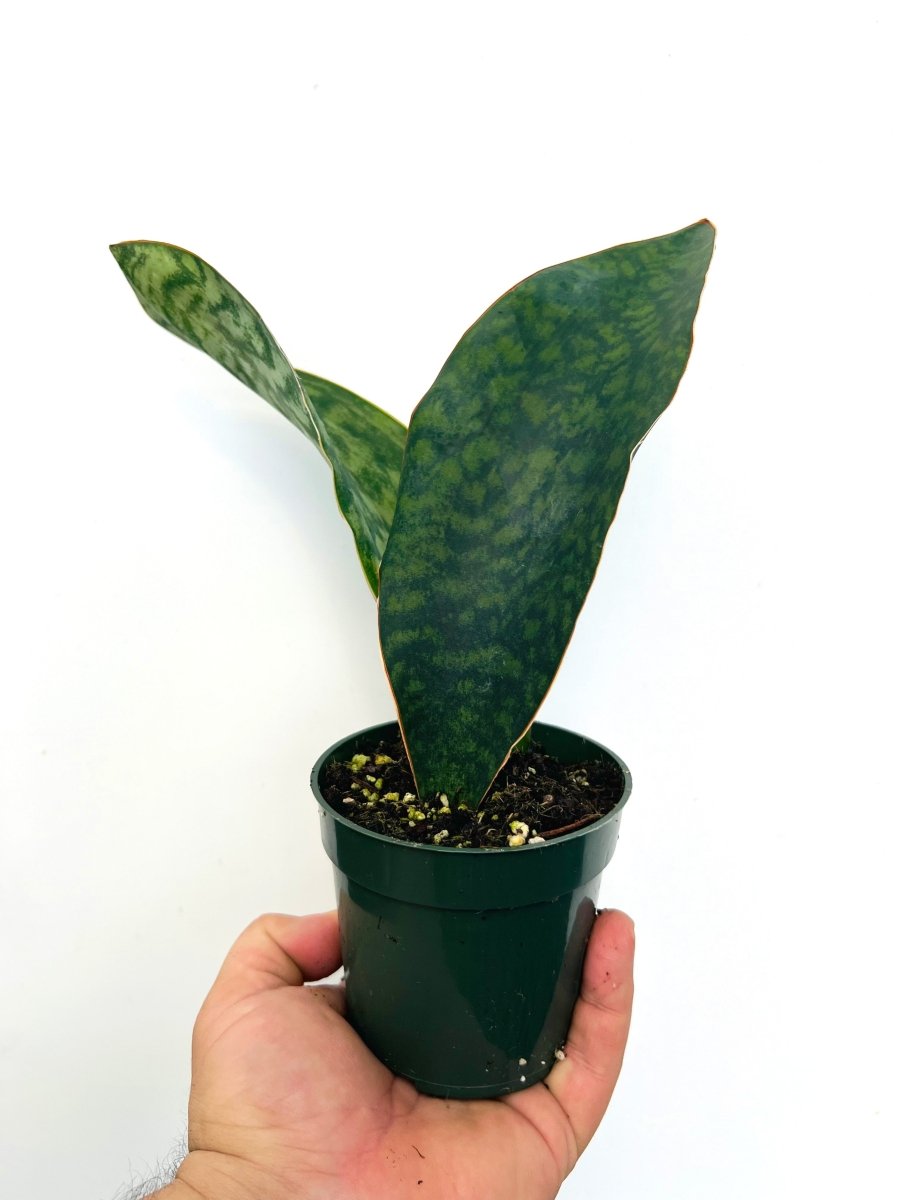 Sansevieria 'Whale Fin' - Variant Plant Company