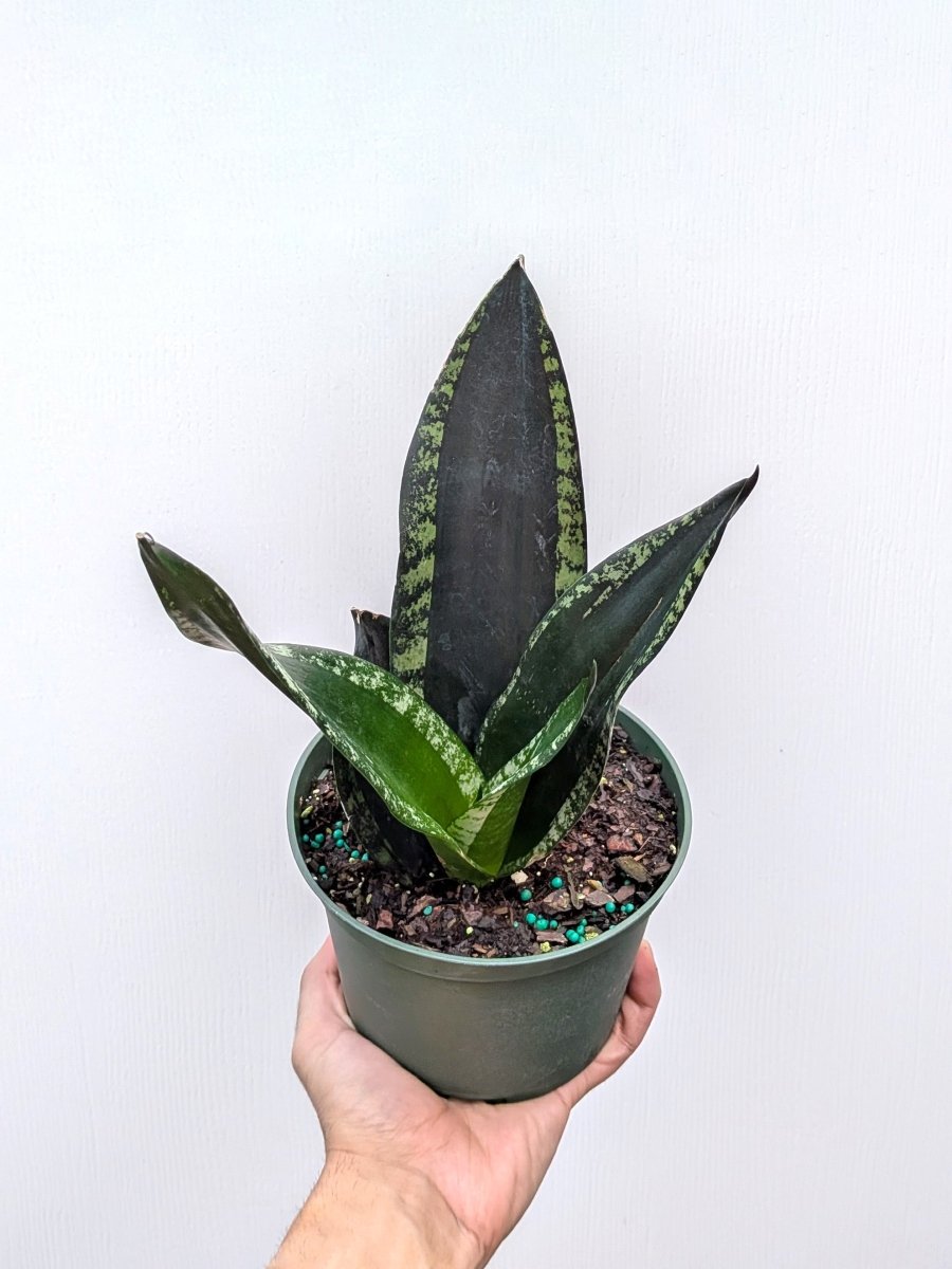 Sansevieria 'Whitney' - Variant Plant Company