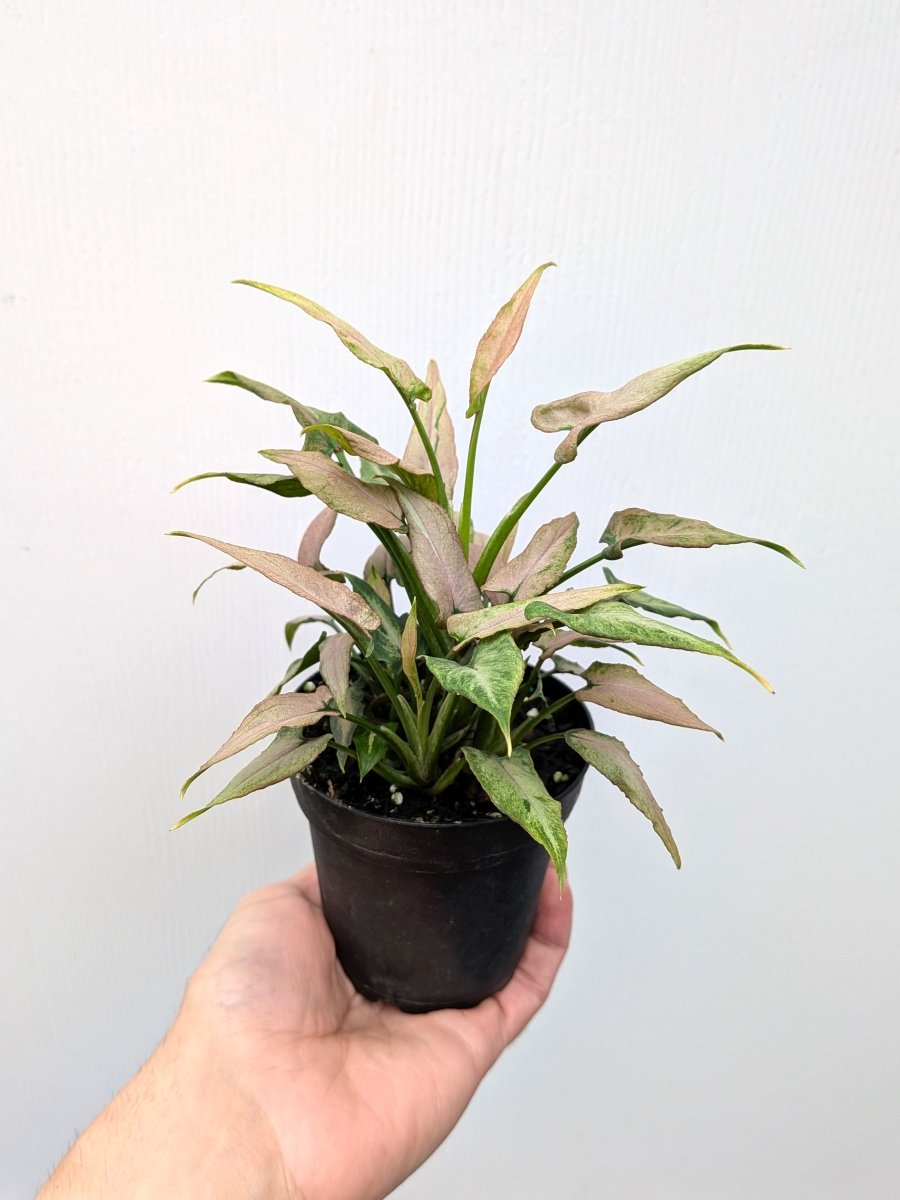Syngonium ‘Mickey’ - Variant Plant Company