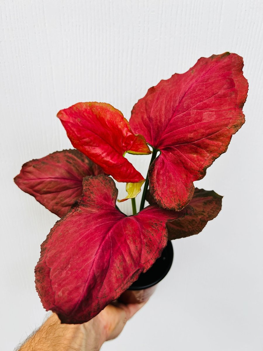 Syngonium 'Orm Nak' - Variant Plant Company