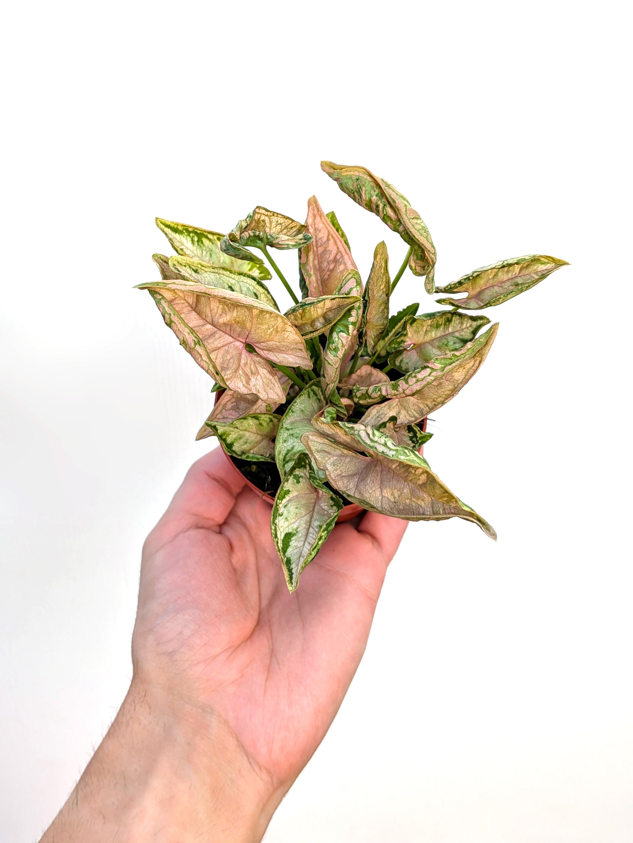 Syngonium 'Pink Rolli' - Variant Plant Company