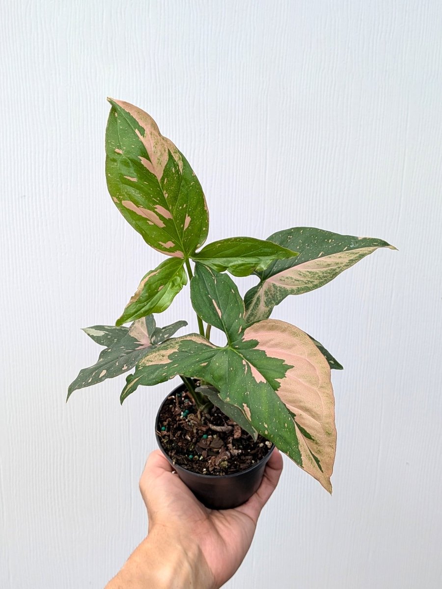 Syngonium 'Pink Splash' - Variant Plant Company