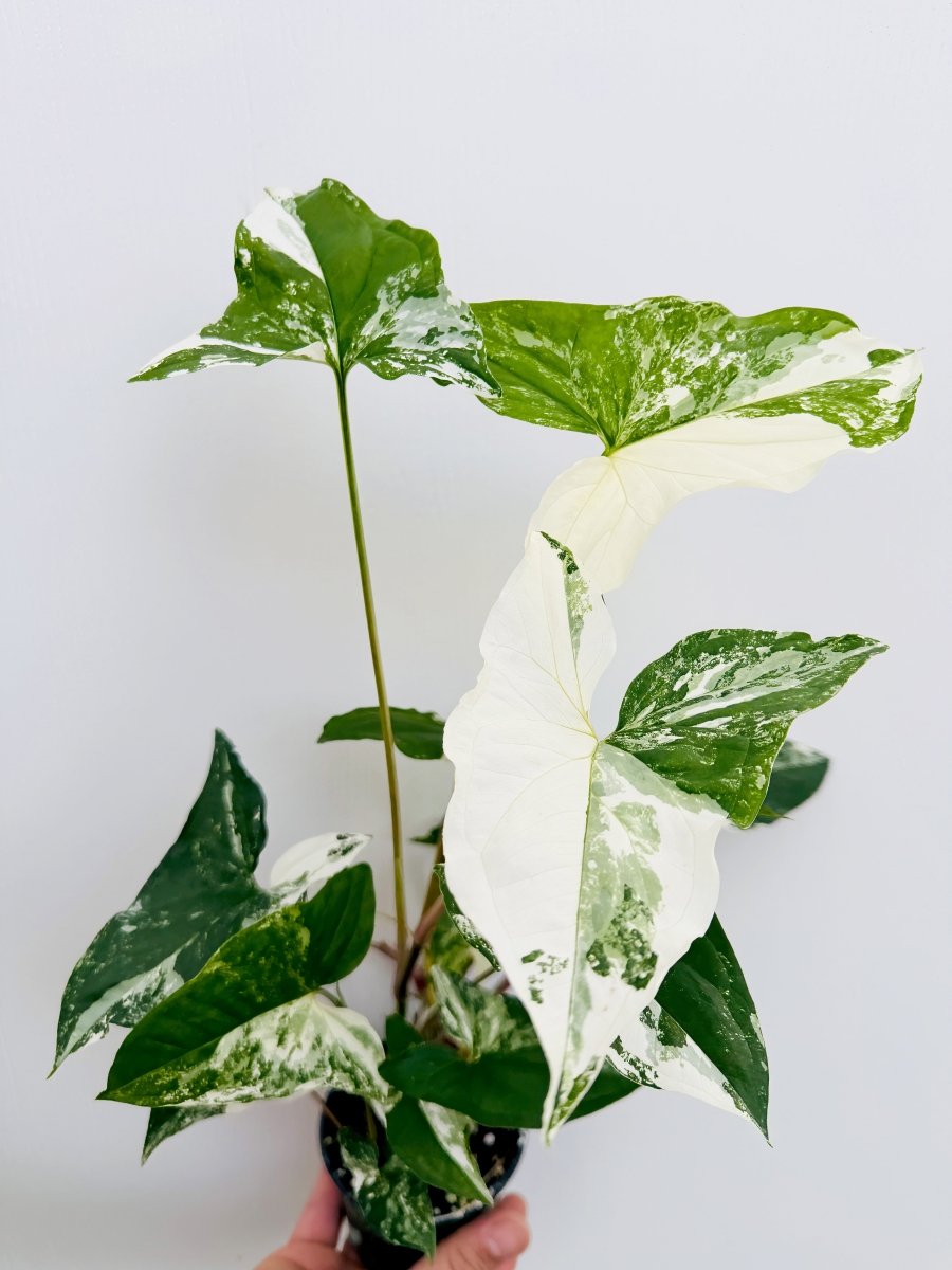 Syngonium podophyllum 'French White' - Variant Plant Company