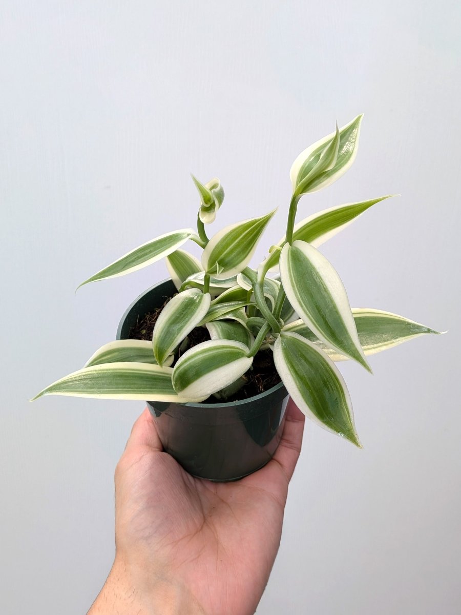 Vanilla planifolia 'Albo' - Variant Plant Company