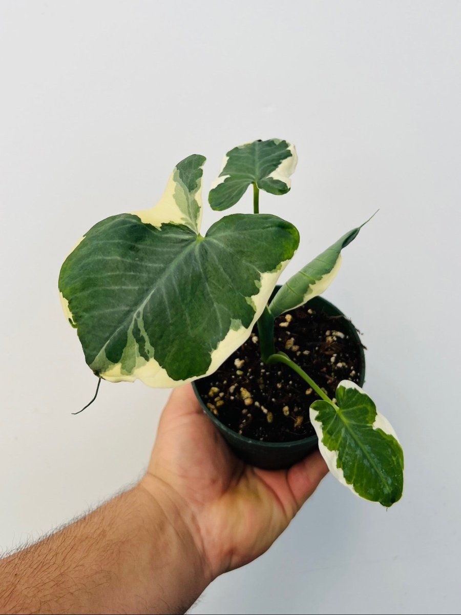 Xanthosoma albo marginata 'Mickey Mouse' - Variant Plant Company