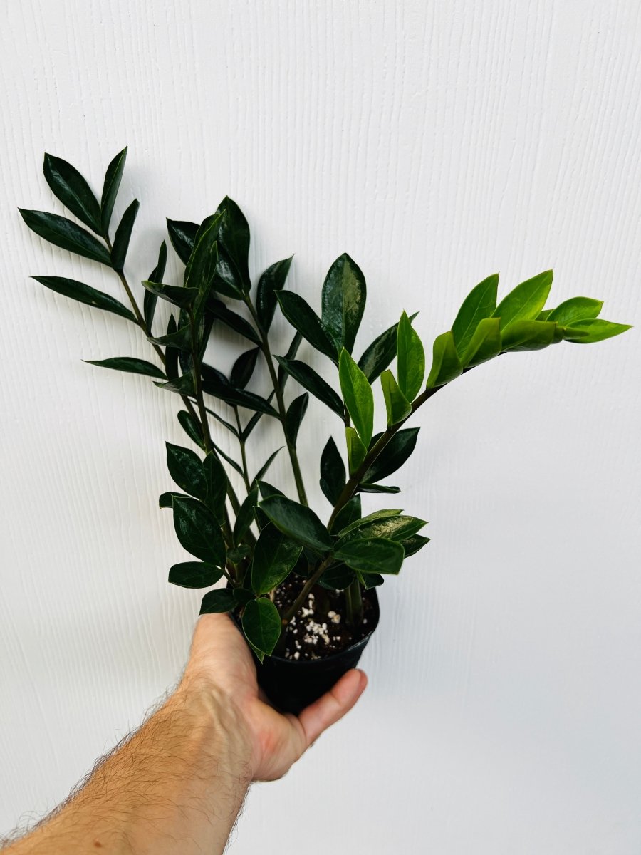 Zamioculcas zamiifolia dwarf - Variant Plant Company