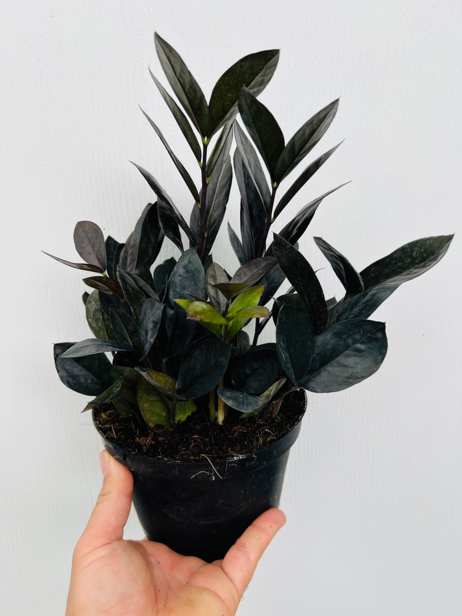 Zamioculcas zamiifolia 'Raven' - Variant Plant Company