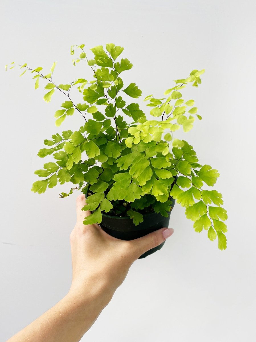 Adiantum fragrans - Variant Plant Company