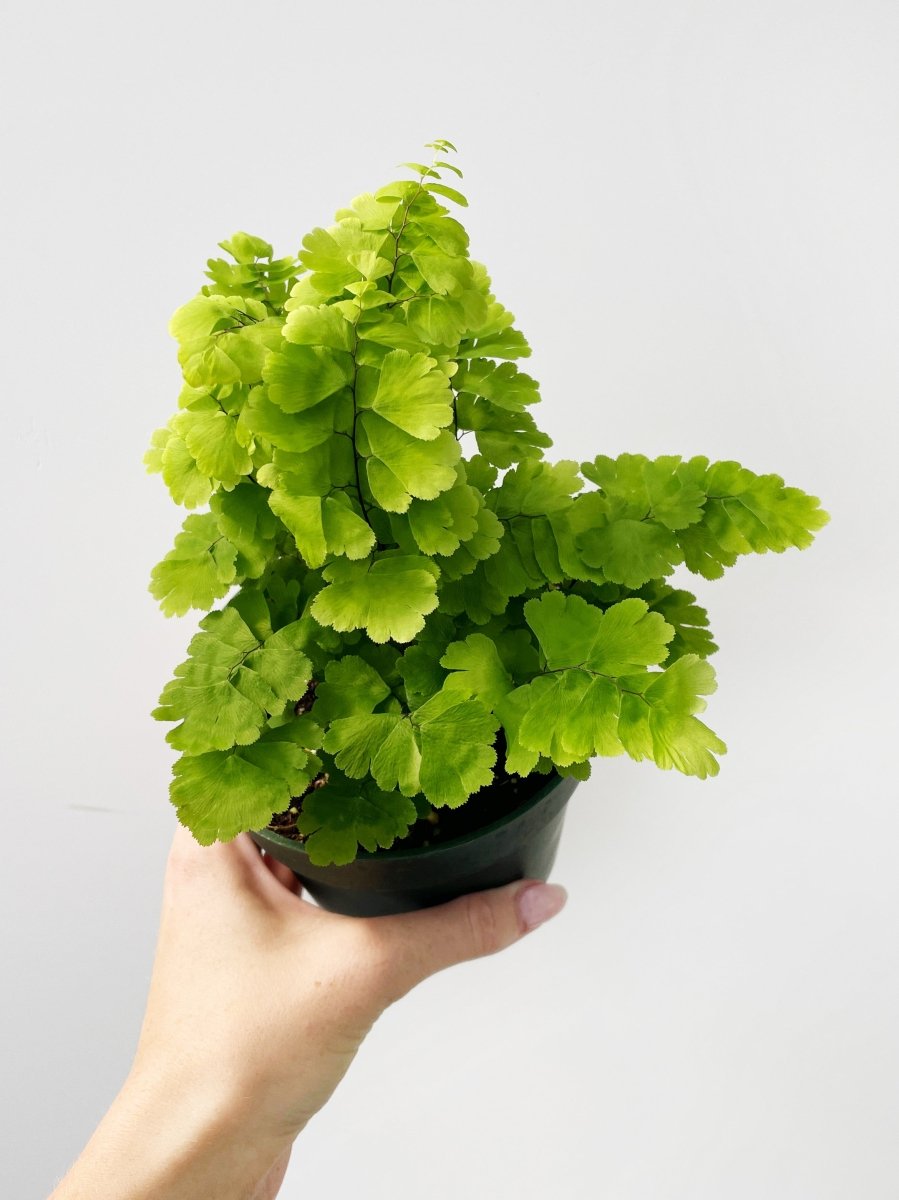 Adiantum monocolor - Variant Plant Company