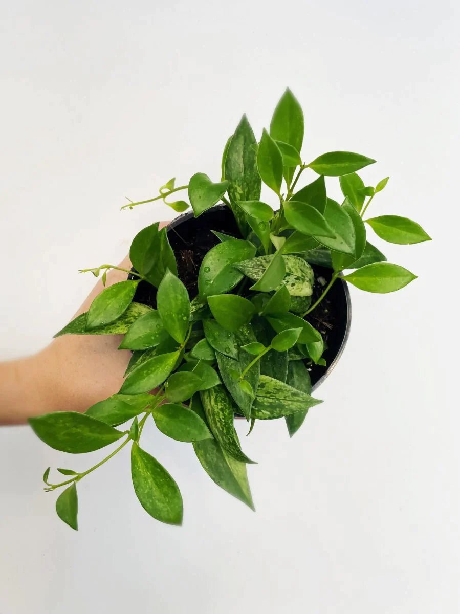 Aeschynanthus micranthus variegata - Variant Plant Company